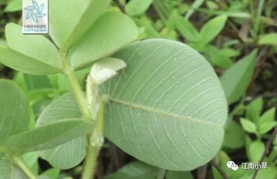 Overview of Desmodium Styracifolium (Broad Moneywort)