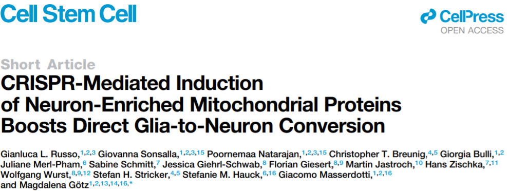 CRISPRa Enhances Neuron Reprogramming Speed and Efficiency