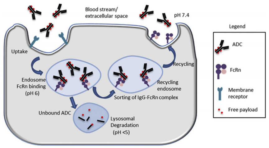 Overview of Non-Targeted Uptake and Toxicity Mechanisms of ADC Drugs