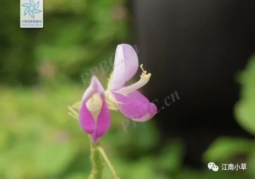 Overview of Desmodium Styracifolium (Broad Moneywort)