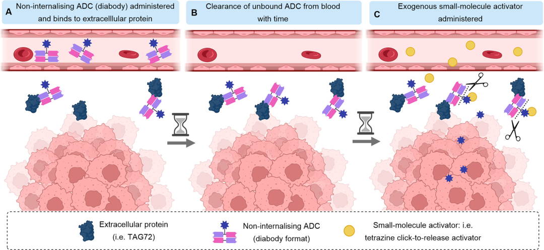 Another Bright Path for ADC Development - Non-Internalizing ADC