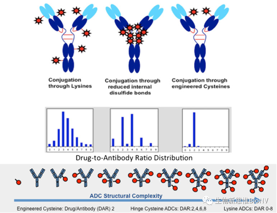Key Considerations in ADC Design Based on Pharmacokinetics