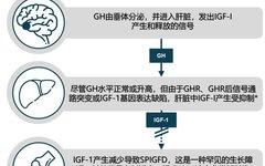 Challenges in Treating Severe Primary IGF1 Deficiency: An International Perspective