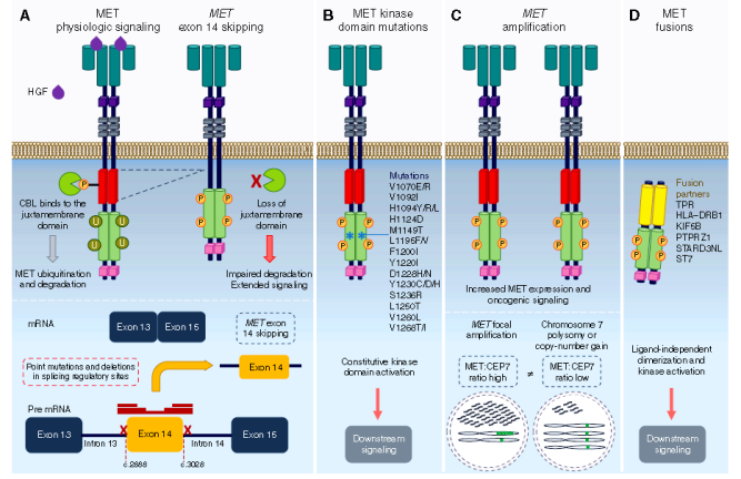The Future of c-MET: Dual Antibodies, ADCs, or New Technologies?