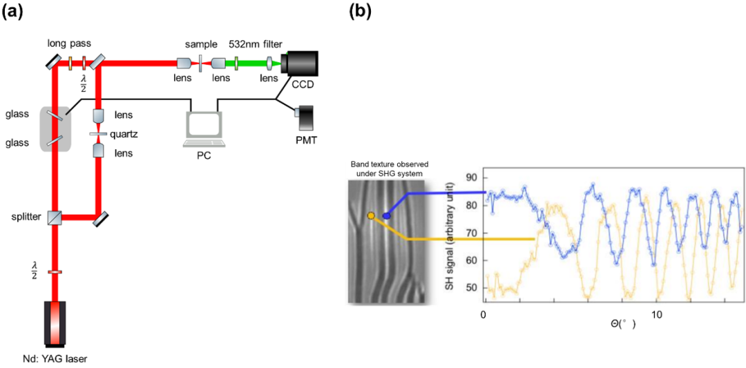 Research Progress on Ferroelectric Nematic Liquid Crystals