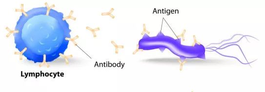 How Vitamin C Enhances Immunity