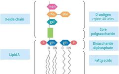 New Method for Endotoxin Detection: Recombinant C Factor Detection Method