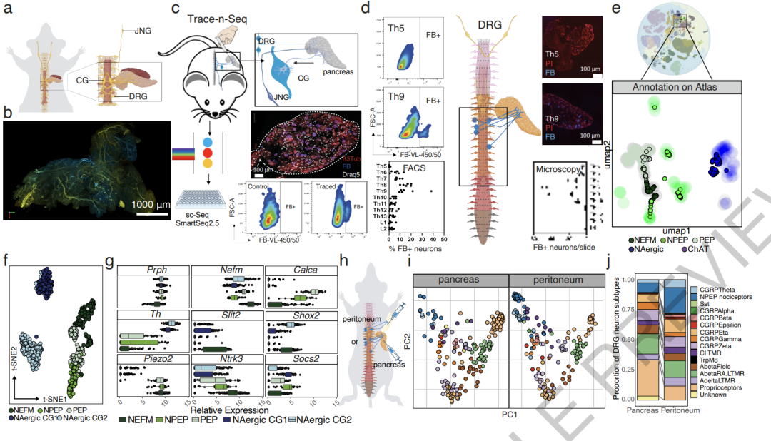Research Perspective: Single Neuron - Single Cell Resolution Trace-n-seq