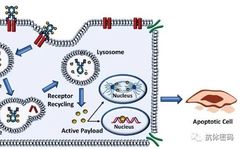 FDA Experts Analyze Challenges and Prospects of ADC Drugs