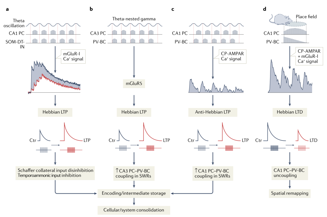 The Role of Inhibitory Circuits in Hippocampal Memory Processing