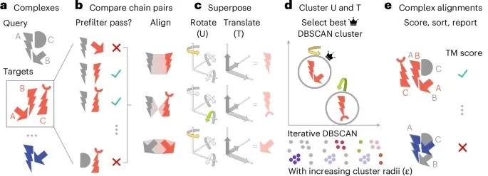 A New Tool for Protein Complex Research: Foldseek-Multimer