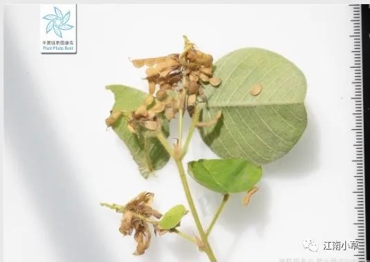 Overview of Desmodium Styracifolium (Broad Moneywort)