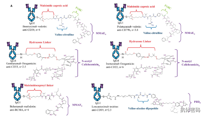 FDA Experts Analyze Challenges and Prospects of ADC Drugs