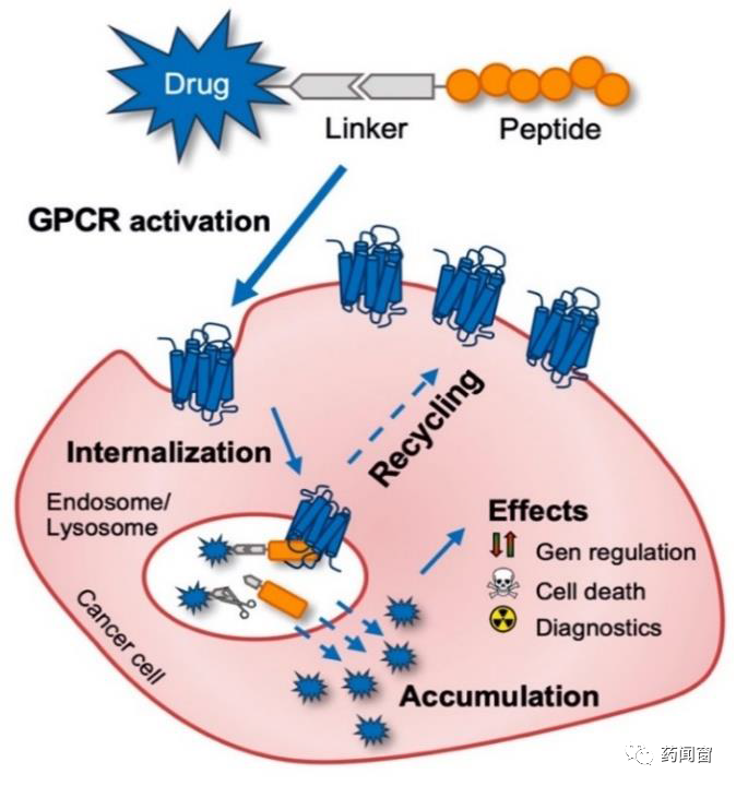 Another Domain of Drug Conjugation: PDC