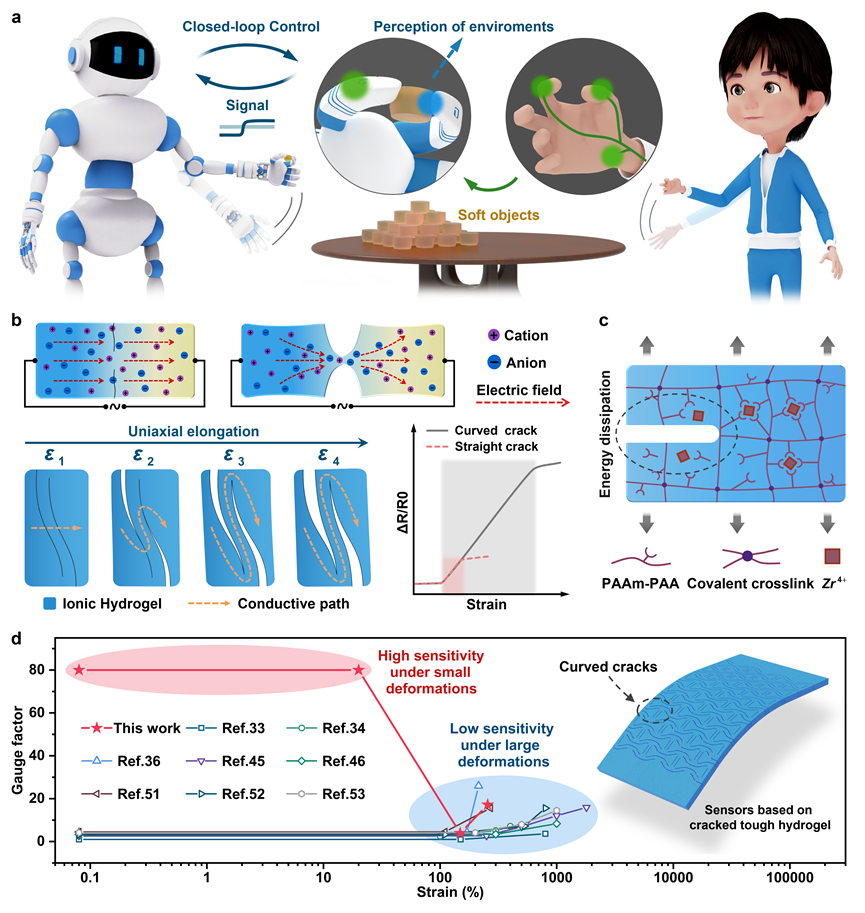 AFM: A Novel High-Sensitivity, Wide-Detection Range Flexible Stretchable Hydrogel Sensor Based on High-Density Cracks
