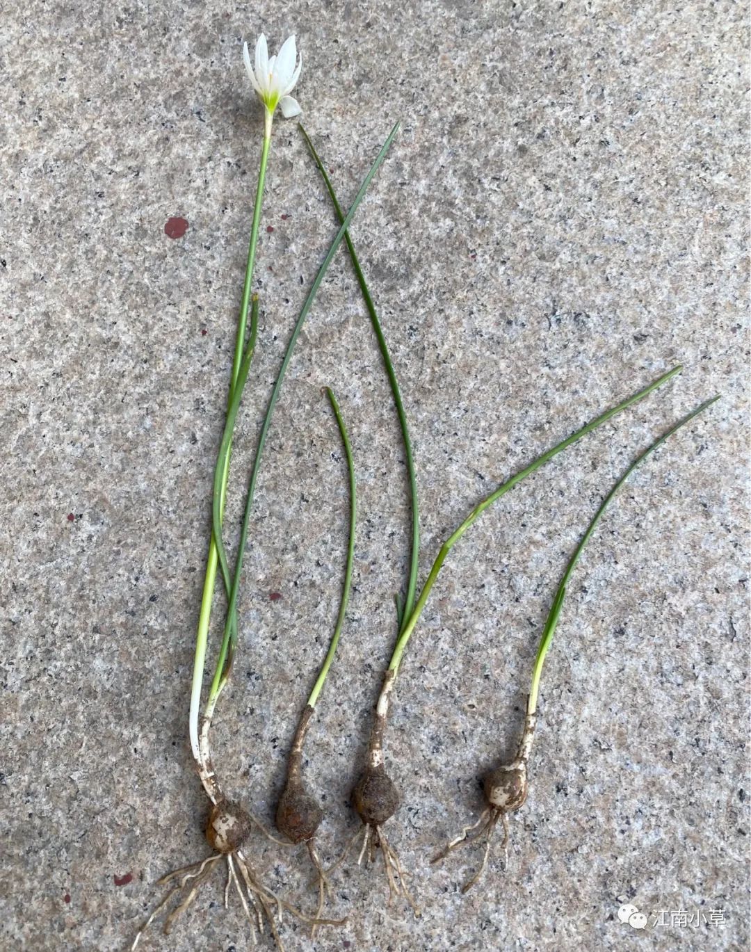 Understanding The Herb Zephyranthes Candidus