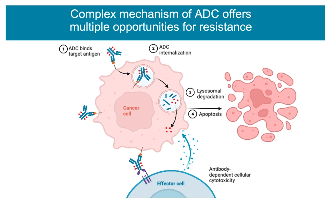 Detailed Explanation of ADC Resistance Mechanisms