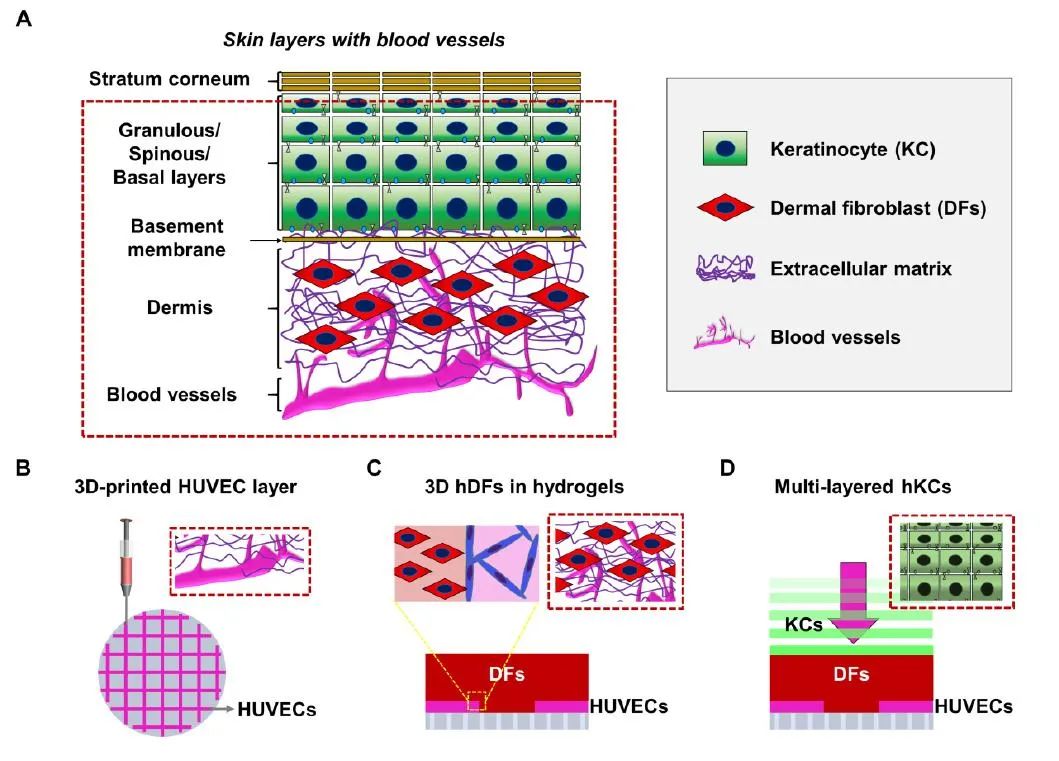 Bioprinting of Vascularized Tissues: A Comprehensive Review