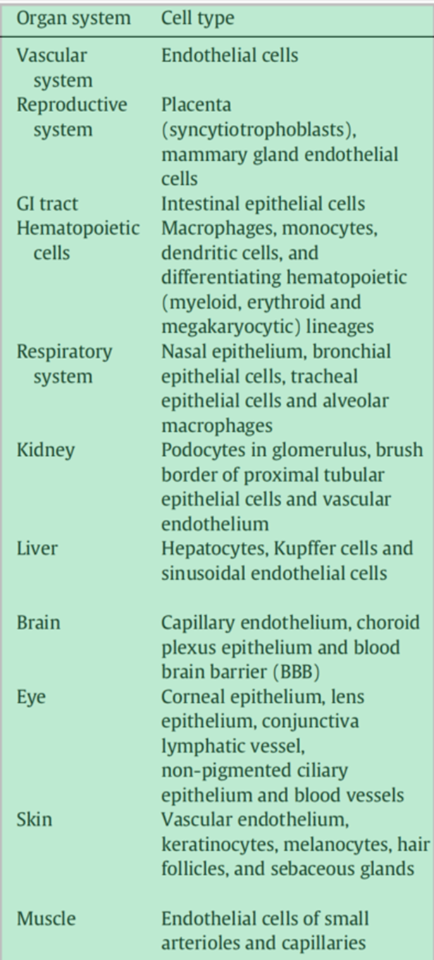 Overview of Non-Targeted Uptake and Toxicity Mechanisms of ADC Drugs