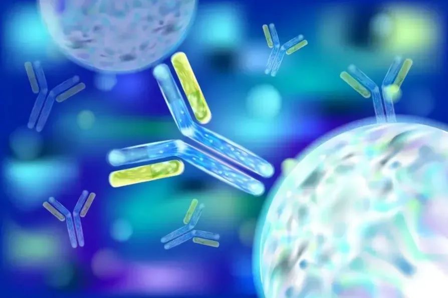 Structure and Function of Antibody-Drug Conjugates (ADC)