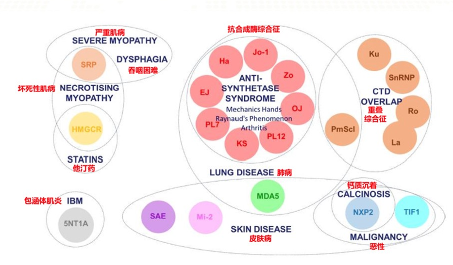 Clinical Significance of Myositis Antibody Spectrum Detection