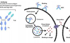 Overview of Antibody-Drug Conjugates (ADCs)