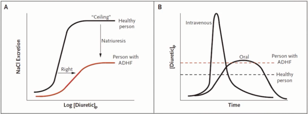 Common Diuretics and Their Characteristics Overview