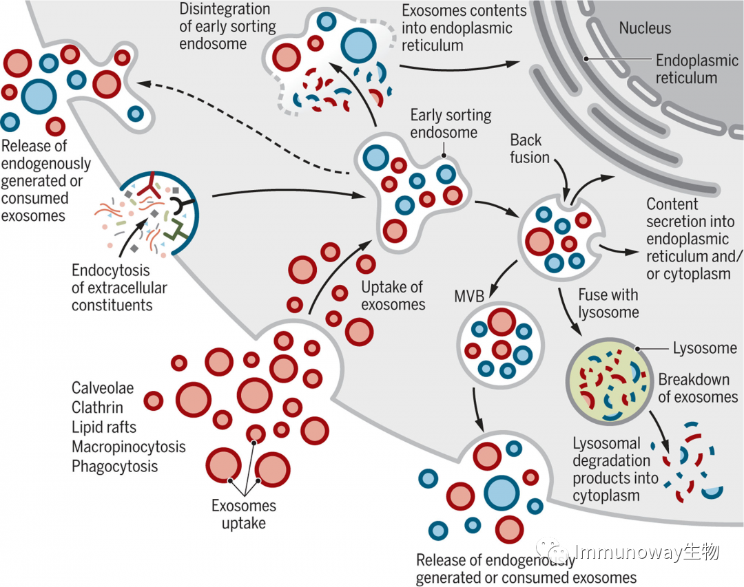 Extracellular Vesicles: Biological Functions and Clinical Applications
