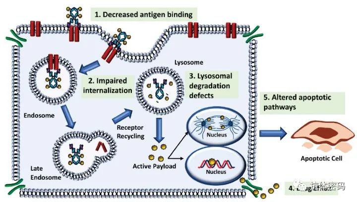 Challenges and New Technologies in ADC Drugs