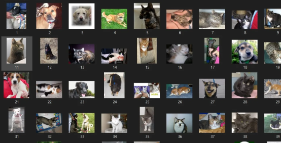 Building a Simple Cat-Dog Classifier with NVIDIA Jetson Nano