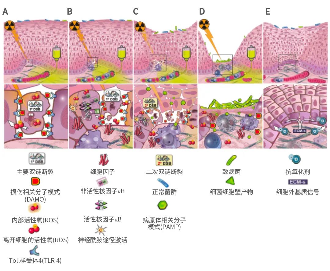 Introduction to Oral Mucositis: Epidemiology and Pathogenesis