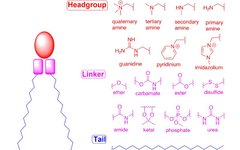 In-Depth Analysis of How Lipid Nanoparticles (LNP) Deliver RNA Drugs