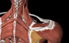 What We Should Know About the Infraspinatus Muscle