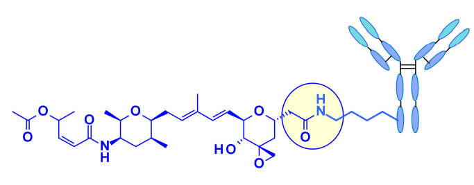 Overview of Antibody-Drug Conjugates (ADCs)