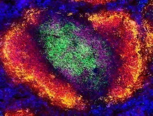 Understanding IF, ICC, and IHC Techniques