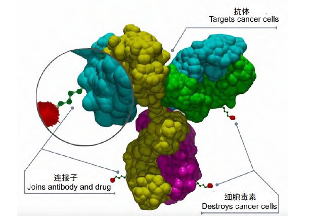 What Are ADC Drugs? Which Breast Cancer Patients Can Receive ADC Treatment?