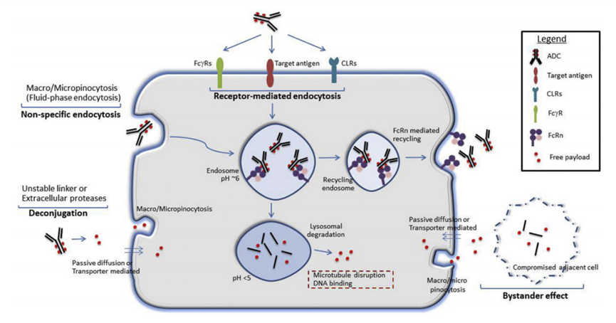 Overview of Non-Targeted Uptake and Toxicity Mechanisms of ADC Drugs