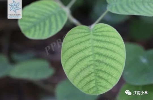 Overview of Desmodium Styracifolium (Broad Moneywort)