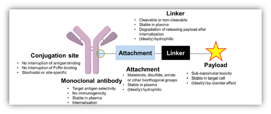 Research Progress of ADC Drugs for Advanced Gastric Cancer Treatment