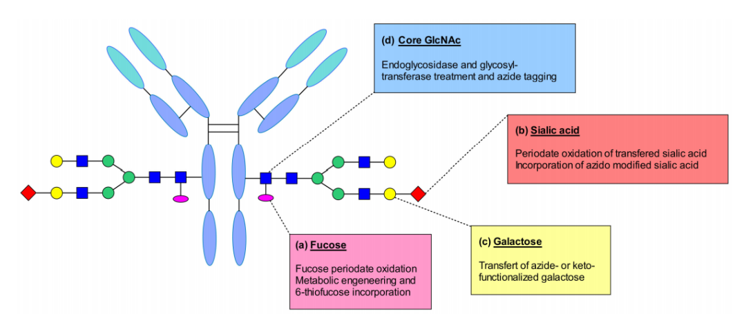 ADC Bioconjugation Technology
