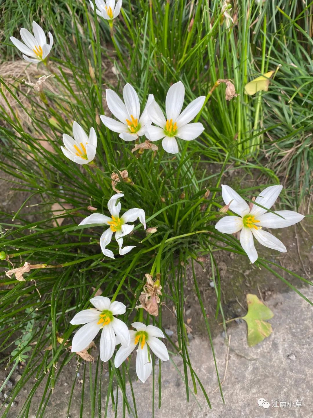 Understanding The Herb Zephyranthes Candidus