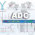 Characterization Techniques for Antibody Drug Conjugates (ADCs)