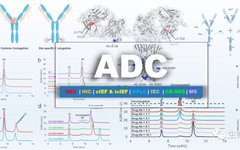 Characterization Techniques for Antibody Drug Conjugates (ADCs)