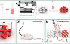 AIE-Enabled 3D Printed Scaffolds for In Situ Imaging and Anti-Inflammatory Function