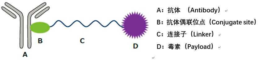Technical Insights into 15 ADC Drugs and Future Innovations