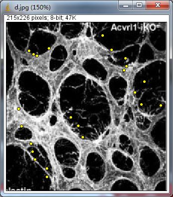 Unlocking Various Technical Skills in ImageJ