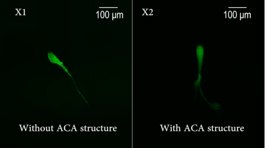 One-Step Formation Method of Sperm-Like Structure Microrobots for Drug Delivery