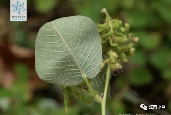 Overview of Desmodium Styracifolium (Broad Moneywort)