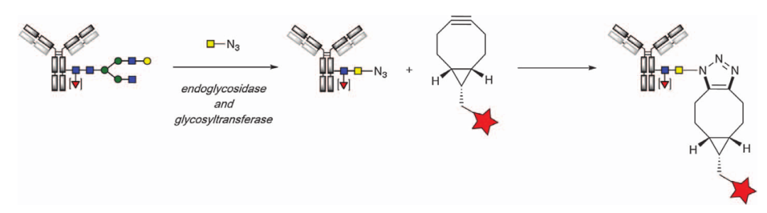 Four Classic Site-Specific Coupling Technologies for ADCs