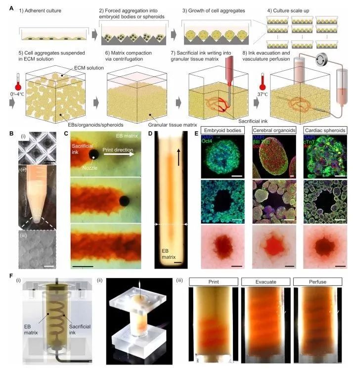 Bioprinting of Vascularized Tissues: A Comprehensive Review